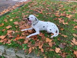 Dalmatien à donner