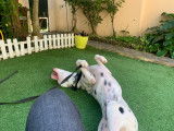 Dalmatien à donner