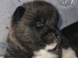 Chiots Akita Américain LOF