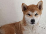 Femelle Shiba Inu LOF &agrave; vendre