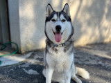 Femelle Husky Sibérien LOF disponible pour saillie