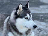 Femelle Husky Sibérien LOF disponible pour saillie