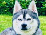 Mâle Alaskan Klee Kai disponible pour saillie