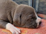 Chiots American Staffordshire Terrier bleus à vendre