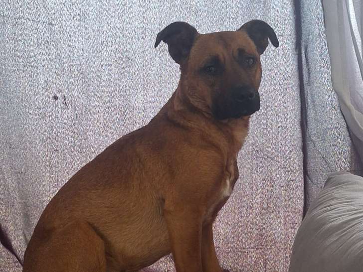 2 chiens mâles adultes à donner