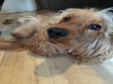 Cocker Anglais femelle de 5 ans