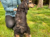 Jeune cocker Anglais zibeline à vendre