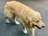 Mâle Golden Retriever disponible pour saillie