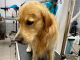 Mâle Golden Retriever disponible pour saillie