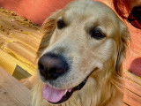 Mâle Golden Retriever disponible pour saillie