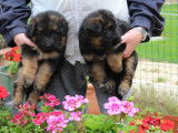 chiots femelle
