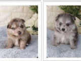 Adorables chiots Spitz Nain à vendre