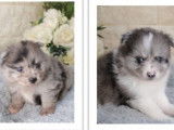 Adorables chiots Spitz Nain à vendre