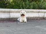 Mâle West Highland White Terrier disponible pour saillie