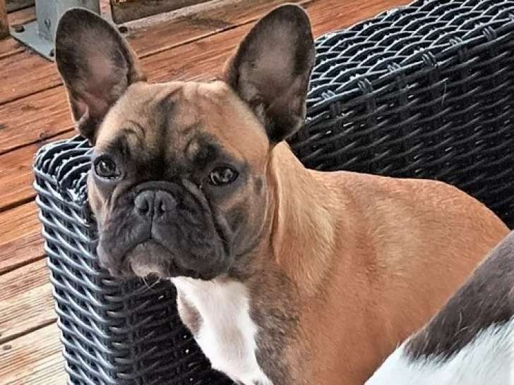 Femelle Bouledogue Français LOF de 2ans et 8 mois à vendre