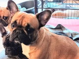 Femelle Bouledogue Français LOF de 2ans et 8 mois à vendre