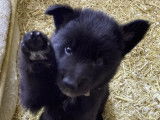 Salut!