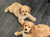 Chiots Cockapoo F1B &agrave; vendre
