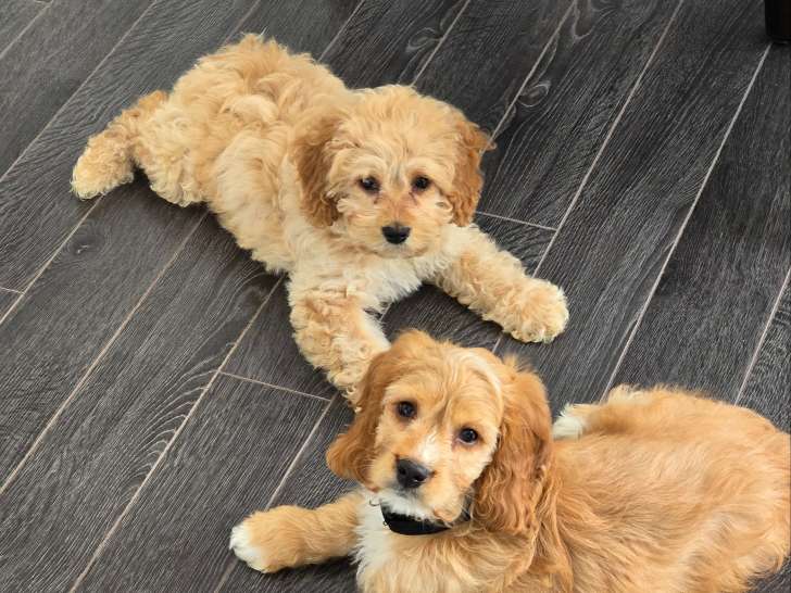 Chiots Cockapoo F1B à vendre