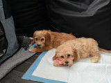 Chiots Cockapoo F1B &agrave; vendre