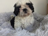 Chiots femelles Shih Tzu LOF disponibles