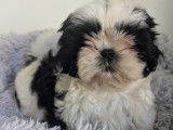Chiots femelles Shih Tzu LOF disponibles
