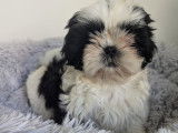 Chiots femelles Shih Tzu LOF disponibles