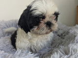 Chiots femelles Shih Tzu LOF disponibles
