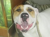 Mâle Bouledogue Américain à donner