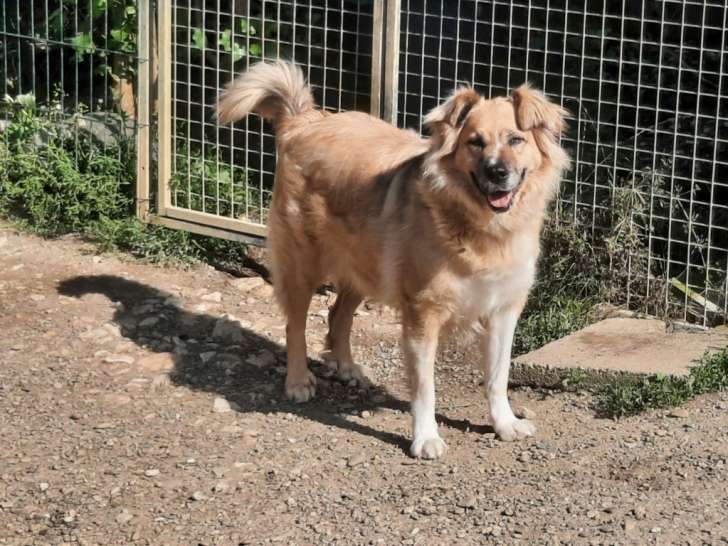 Nyméria, gentille chienne à adopter