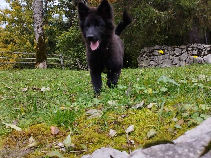 Chiots Eurasier à vendre