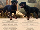 Chiots Rottweiler LOF à réserver