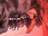 Chiots Rottweiler LOF à réserver