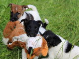 Chiot Fox Terrier à poil lisse à vendre