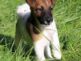 Chiot Fox Terrier à poil lisse à vendre