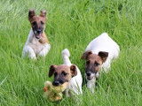 Chiot Fox Terrier à poil lisse à vendre