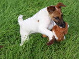 Chiot Fox Terrier à poil lisse à vendre