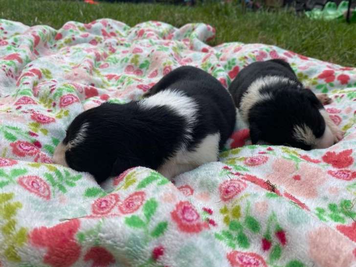 2 mâles border collie