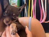 Chiot Chihuahua à vendre