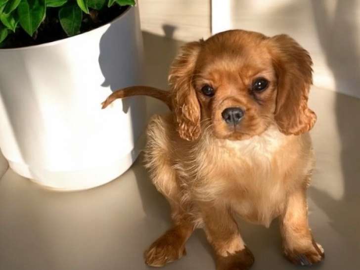 Cavalier King Charles