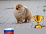 Etalon Spitz Nain Pomeranién jeune champion à vendre