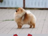 Etalon Spitz Nain Pomeranién jeune champion à vendre