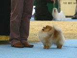 Etalon Spitz Nain Pomeranién jeune champion à vendre