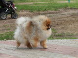 Etalon Spitz Nain Pomeranién jeune champion à vendre