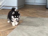 Chiots Pomsky minis et toy F4 à vendre