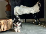 Chiots Pomsky minis et toy F4 à vendre