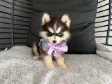 Chiots Pomsky minis et toy F4 à vendre