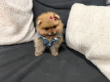 Chiots Spitz Nains de lignées de champions à vendre