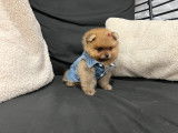 Chiots Spitz Nains de lignées de champions à vendre
