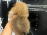 Chiots Spitz Nains de lignées de champions à vendre